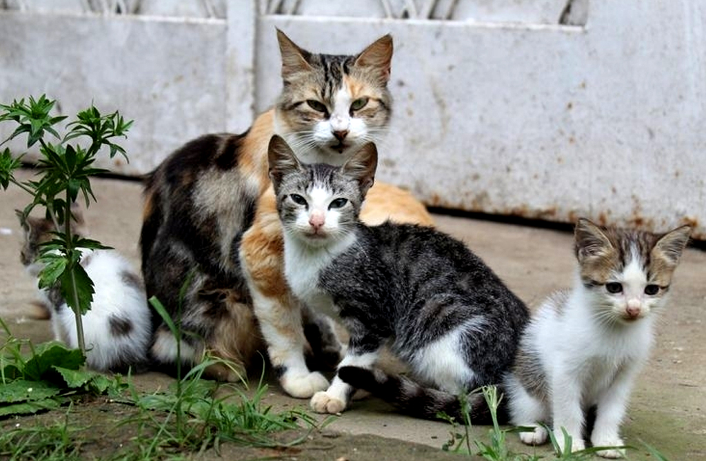 Bienestar Animal destinar 7.000 euros para realizar acciones de gestin de colonias felinas
